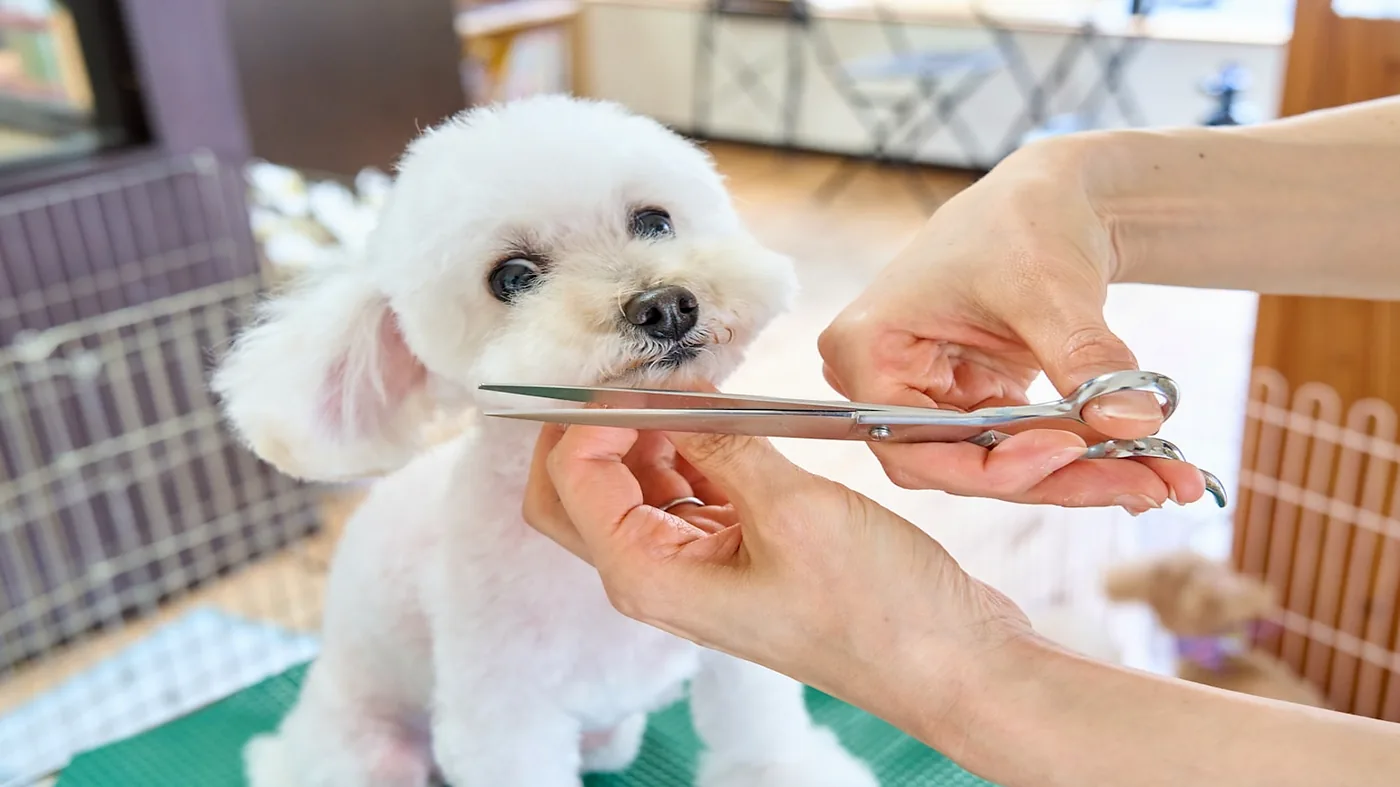 Peluquería canina a domicilio en Medellín — groomer profesional con perro