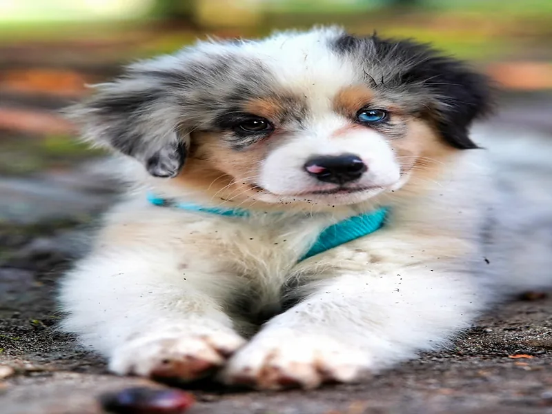 Primer baño para cachorros a domicilio Medellín