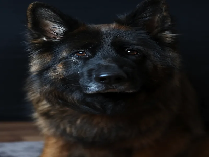 Deslanado canino profesional a domicilio Medellín