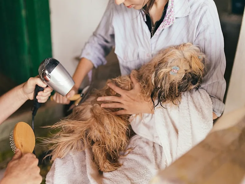 Grooming canino completo a domicilio Medellín