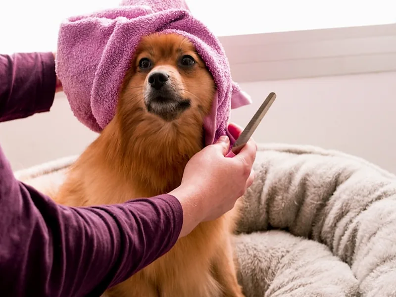 Spa canino a domicilio Medellín