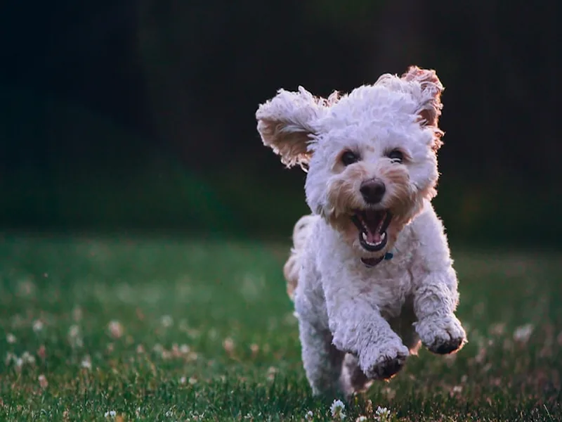 Corte de uñas canino a domicilio Medellín